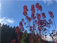 aa4831b7-20181110 Cotinus.jpg